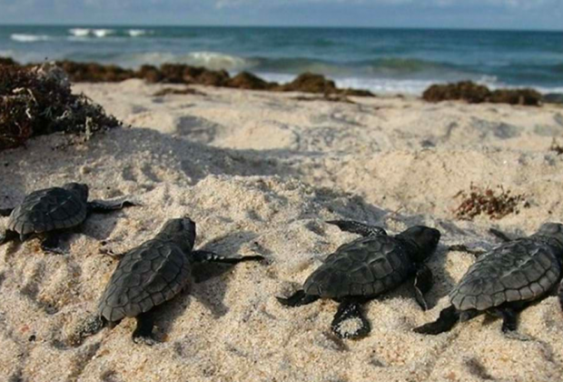 Help sea turtles survive: Florida FWC offers tips on helping hatchlings