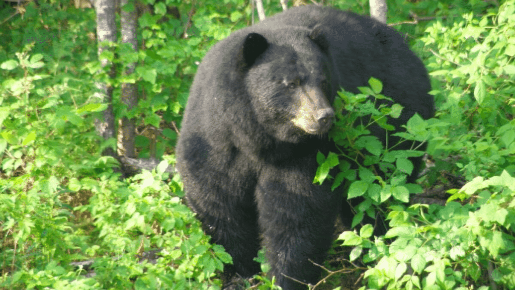 Vermont Bear Hunters Had a Record Season in 2020