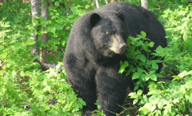 Vermont Bear Hunters Had a Record Season in 2020