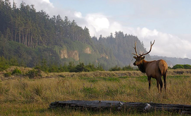 California Granted $6.6 Million to Benefit Elk, Research