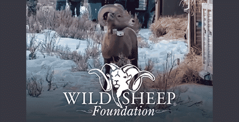 Wild Sheep Foundation Celebrates Successful Reintroduction