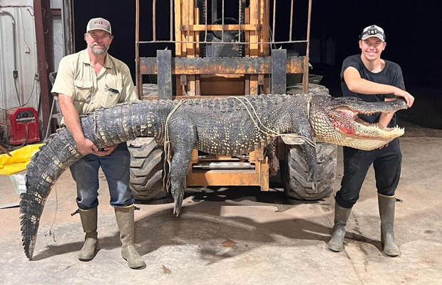 Two men pose with an alligator.