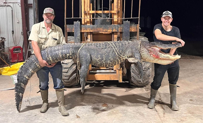 Two men pose with an alligator.