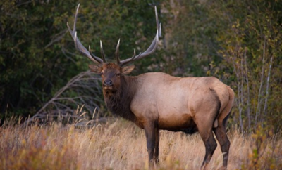 An Elk.